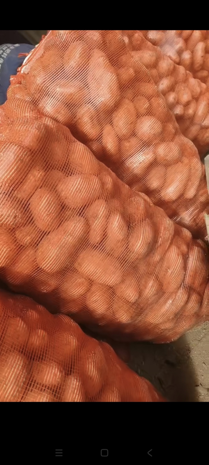 批发土豆