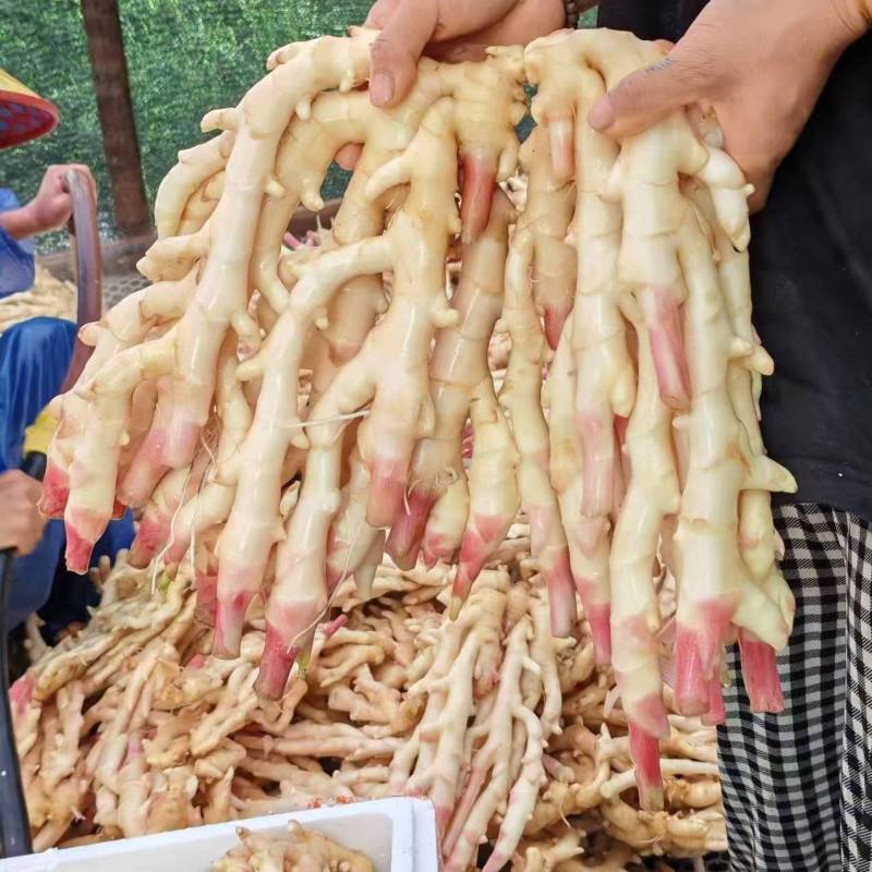 四川成都洞洞姜竹根姜大量接单产地直发量大从优欢迎来电