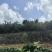 红富士苹果原产地