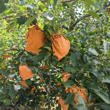 红富士苹果原产地