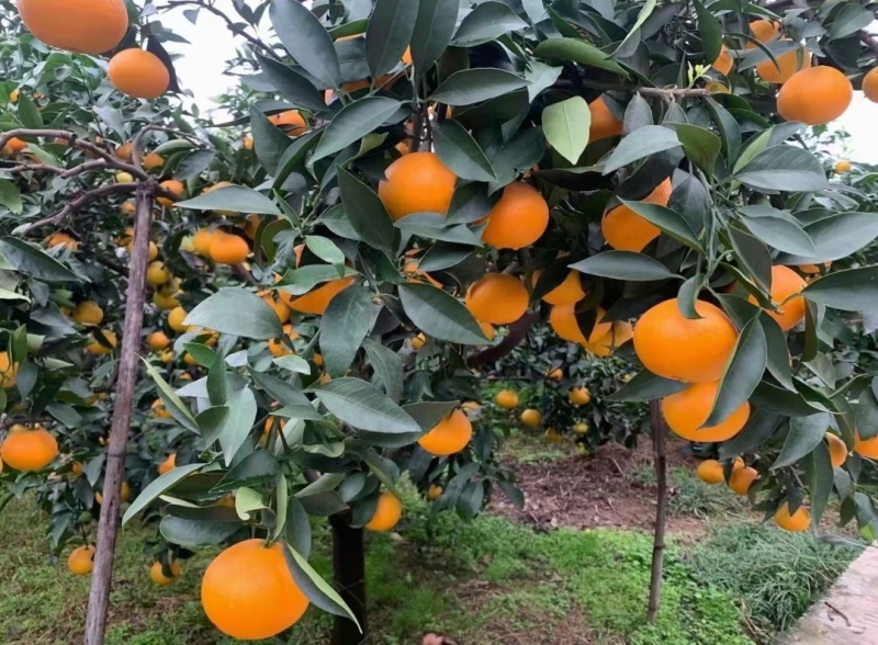 爱媛果冻橙