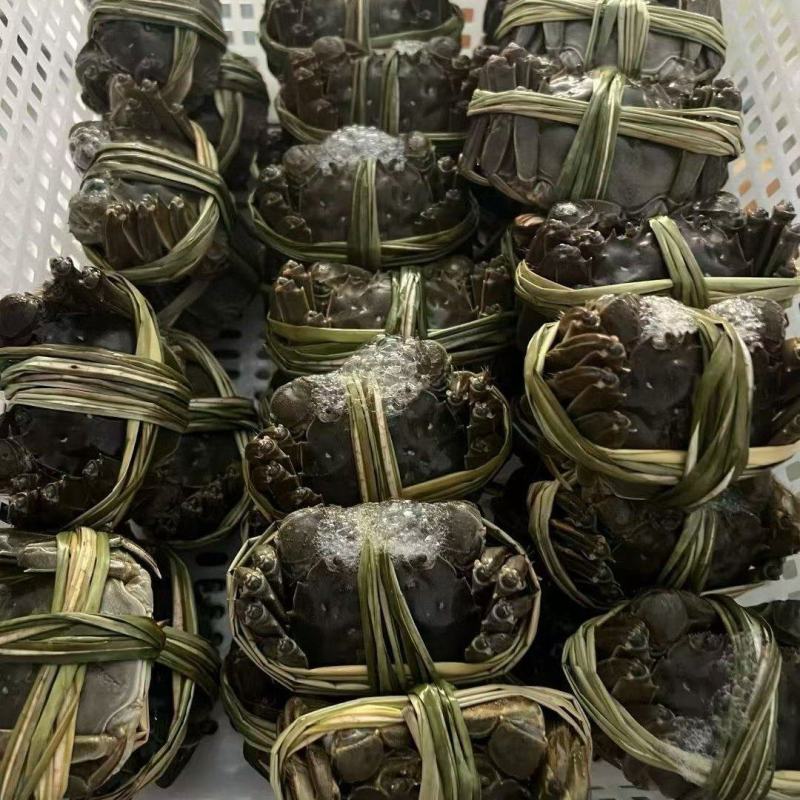 盘锦河蟹一件代发！1母，1.5母，2母，顺丰京东折扣大
