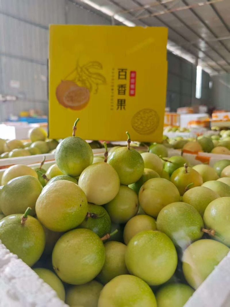 广西黄金百香果，只做高品质一件代发