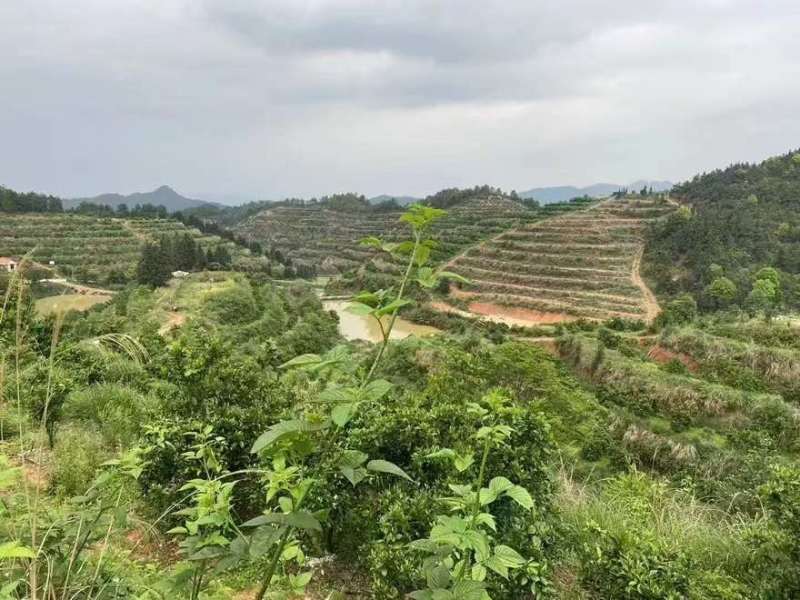广西黄金百香果，只做高品质一件代发