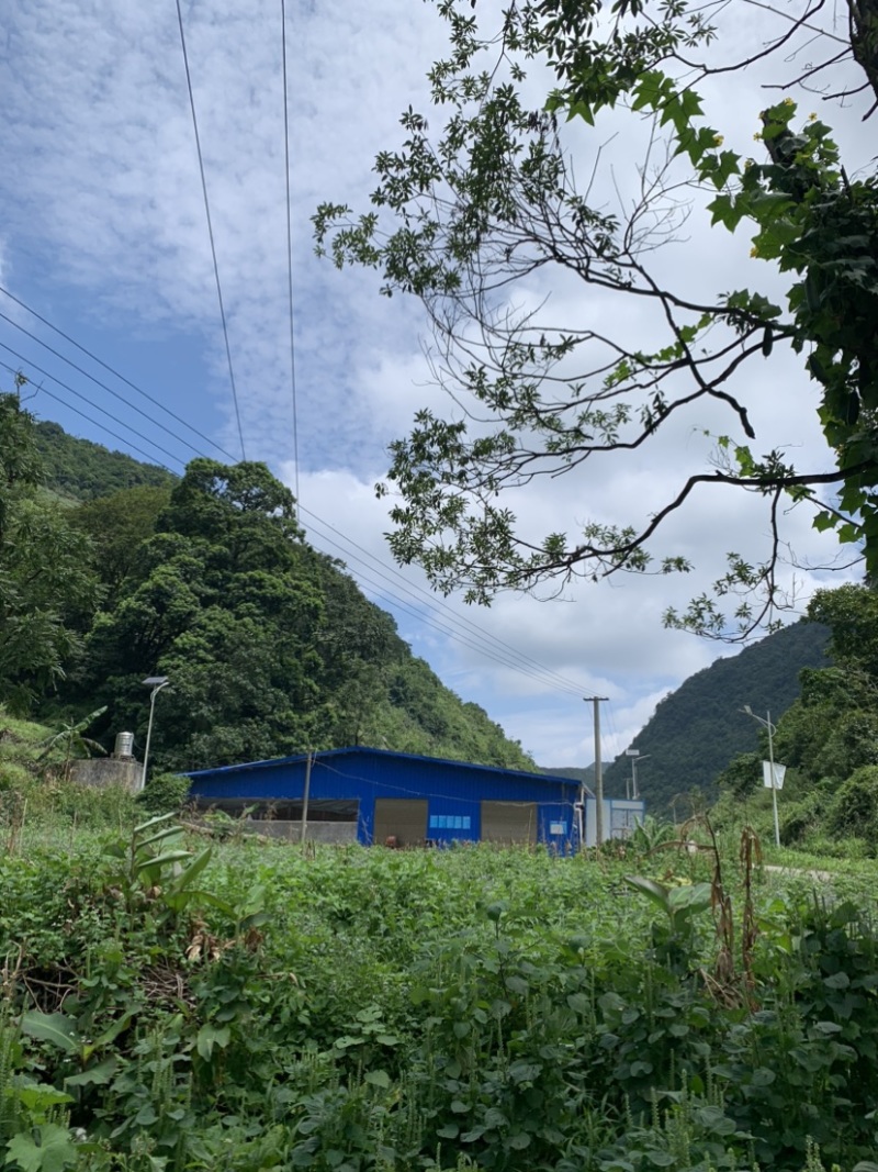 高海拔草药喂养富硒无抗鸡蛋土鸡蛋富硒鸡蛋无抗鸡蛋