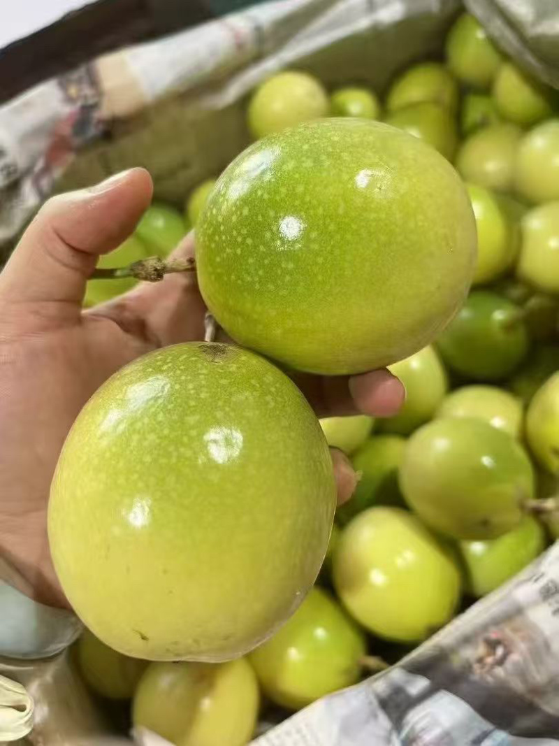 广西黄金百香果，只做高品质一件代发