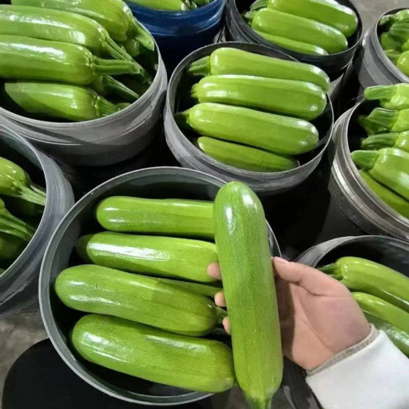 拱棚绿皮西葫芦，条形好，颜色绿，产地直发，价格从优
