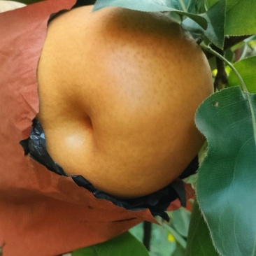 晚秋黄梨