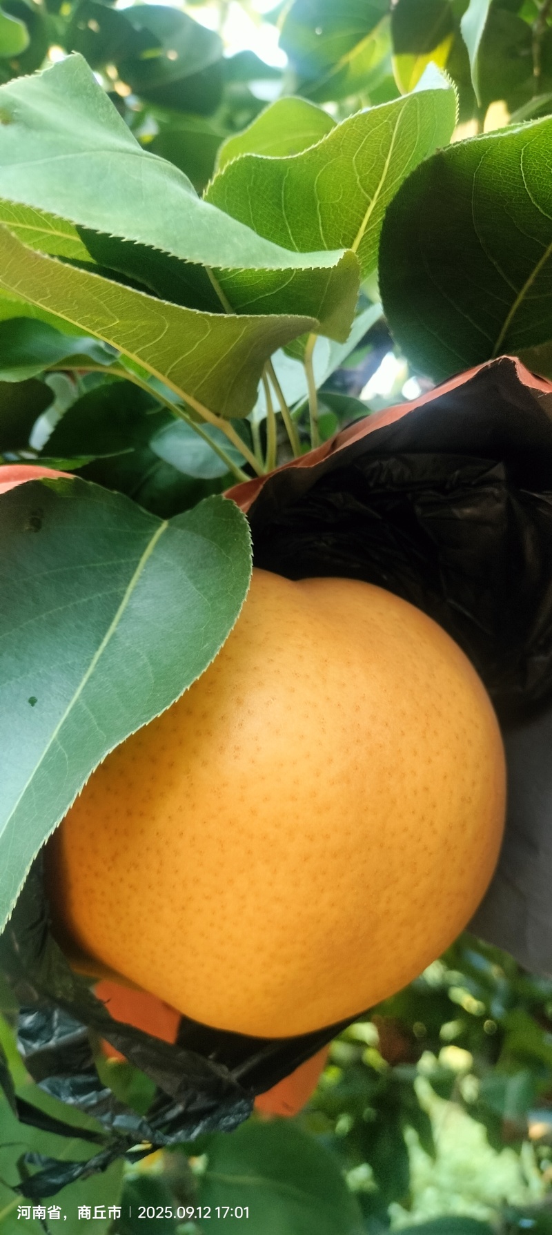 晚秋黄梨