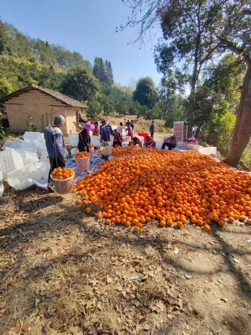 赣南脐橙，三百山产区直供，做高品，一件代发量大从优可视频