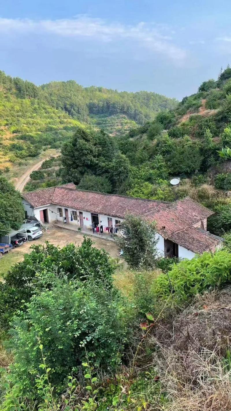 赣南脐橙，三百山产区直供，做高品，一件代发量大从优可视频