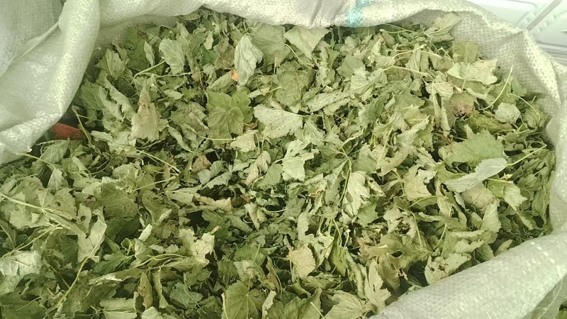 黑龙江黑加仑，黑加仑叶大量接单产地直发量大从优欢迎来电