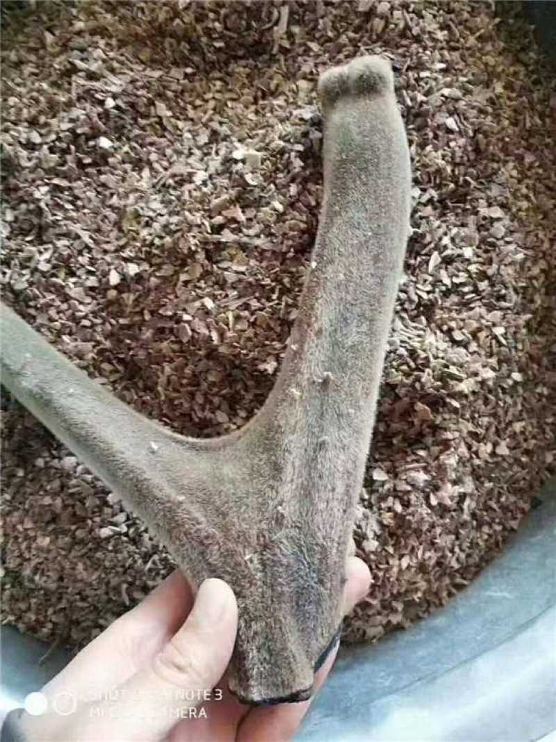 鹿茸粉免费打粉欢迎各位老板前来选购咨询电商一件代发批发