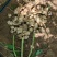 陕西沙地菊芋/种植大户/批发价优/过磅找车包车