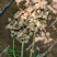 陕西沙地菊芋/种植大户/批发价优/过磅找车包车