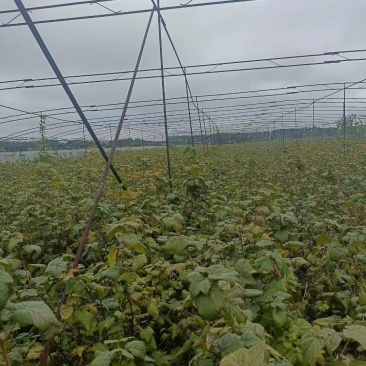 东北黑加仑苗大量上市产地直发量大从优欢迎来电