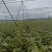东北黑加仑苗大量上市产地直发量大从优欢迎来电