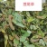 2025年广东本地野生狸尾草新鲜草干货都有需要随时联系我