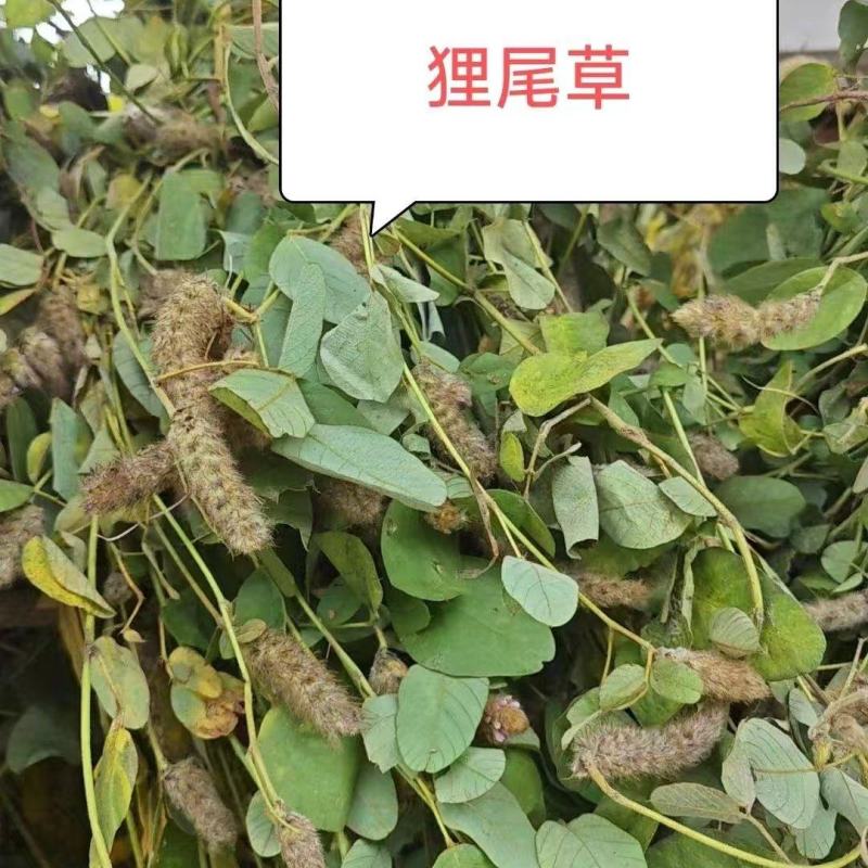 2025年广东本地野生狸尾草新鲜草干货都有需要随时联系我