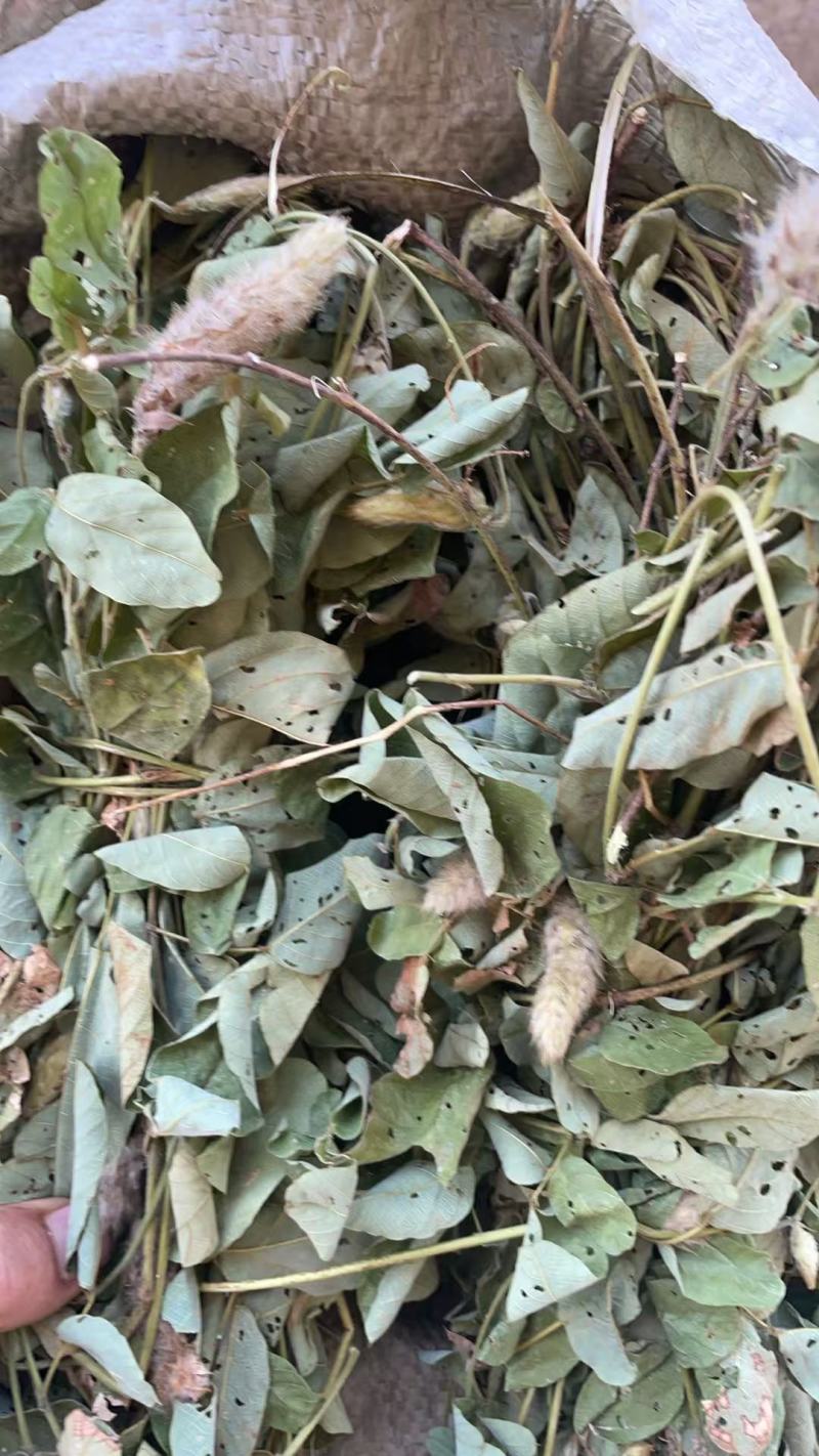 2025年广东本地野生狸尾草新鲜草干货都有需要随时联系我