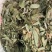 2025年广东本地野生狸尾草新鲜草干货都有需要随时联系我