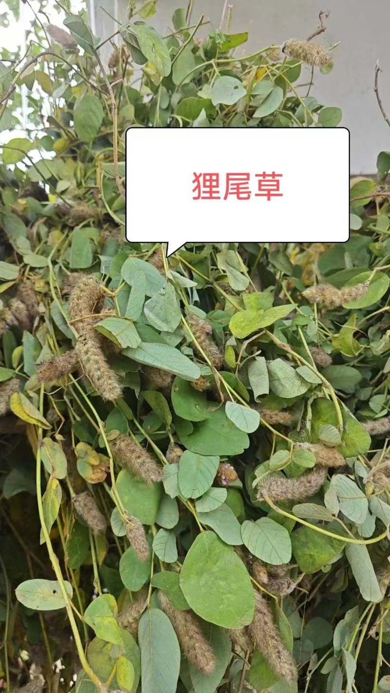 2025年广东本地野生狸尾草新鲜草干货都有需要随时联系我