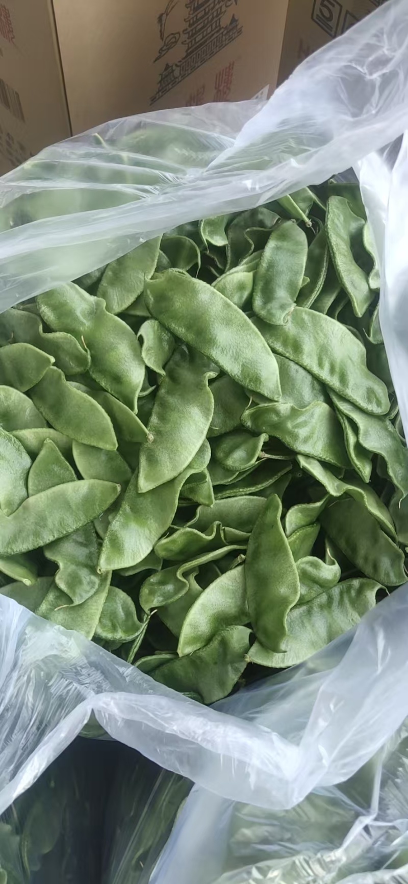 山东精品眉豆产地货源充足保质保量欢迎咨询
