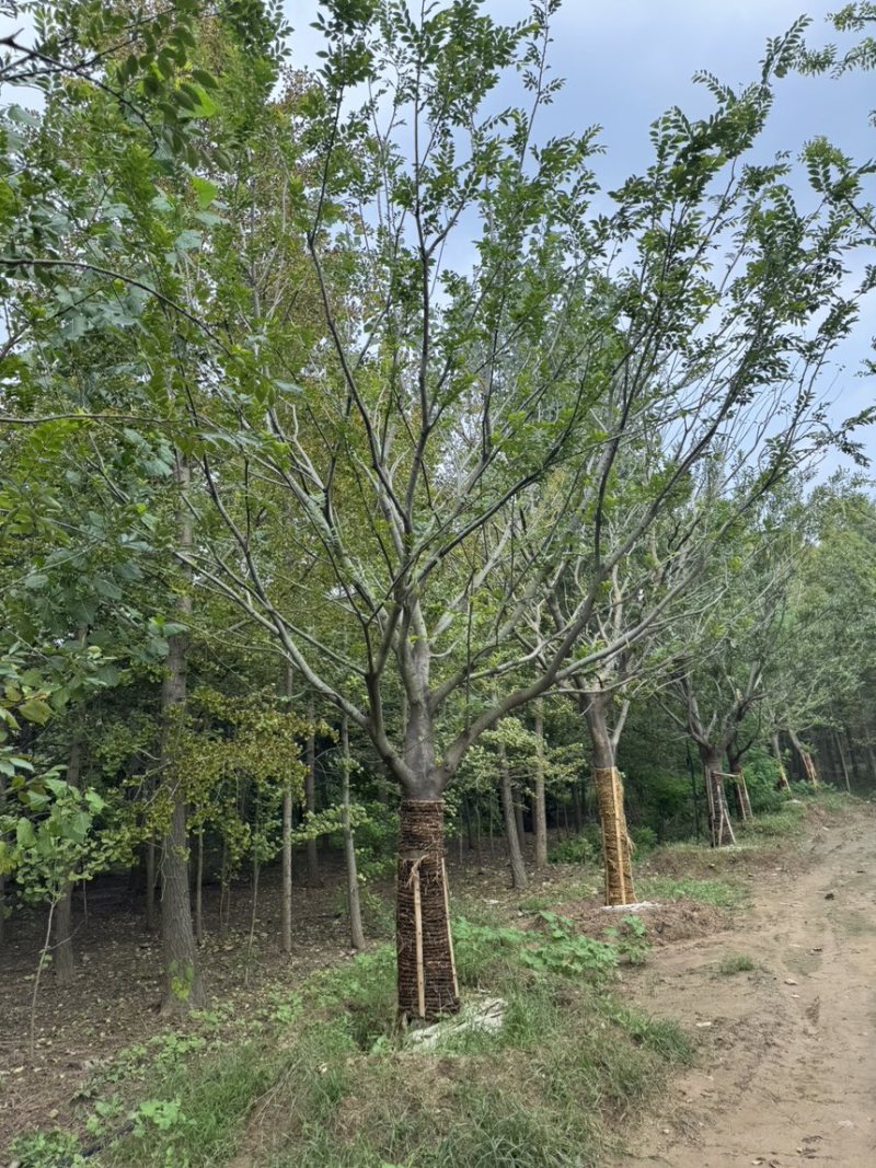 低分枝朴树，朴树，造型朴树，各种规格齐全