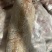 优质免洗黄羊肚羊肚