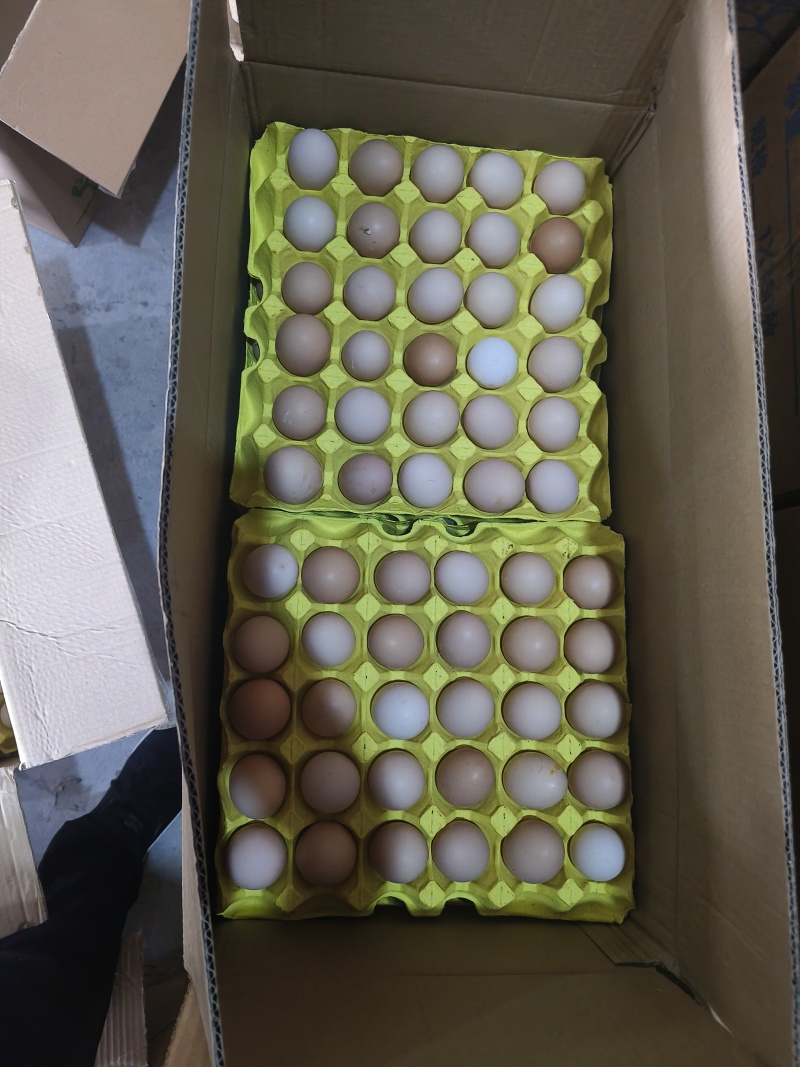 精品农三农一草鸡蛋只发山东省内