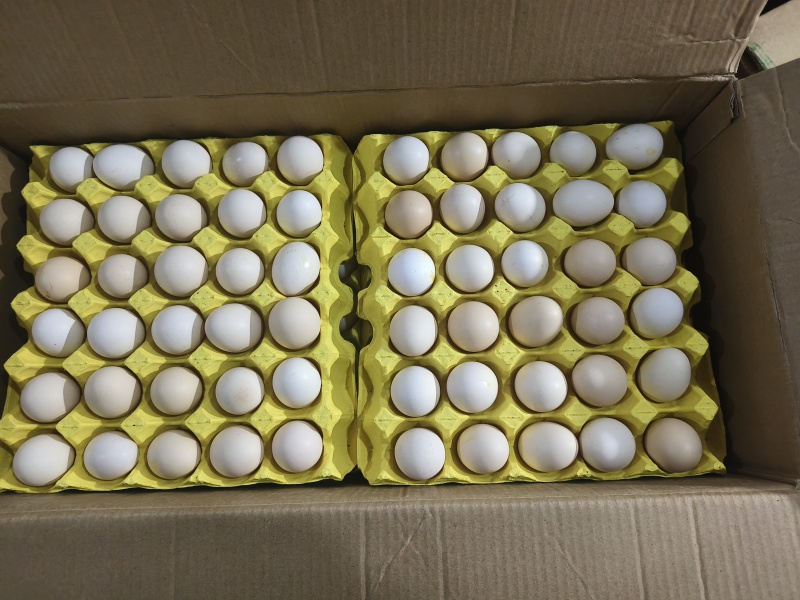 精品农三农一草鸡蛋只发山东省内