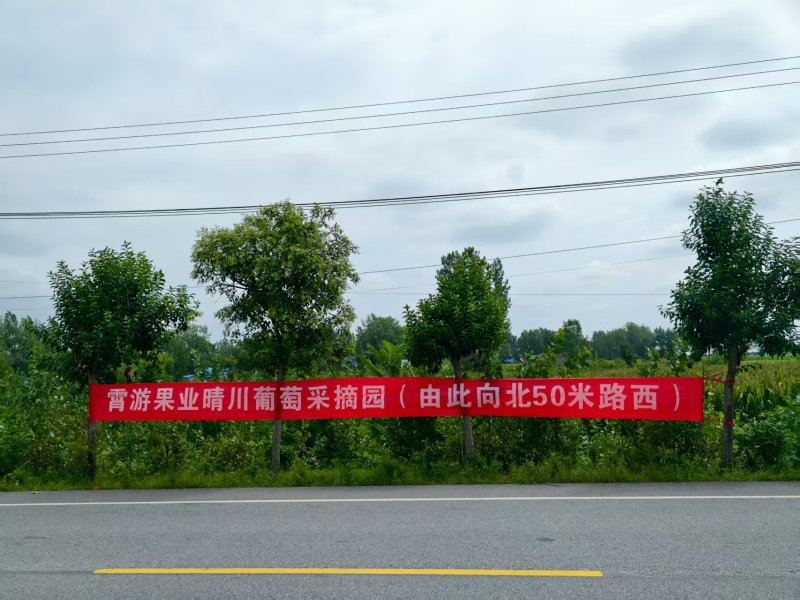 阳光玫瑰