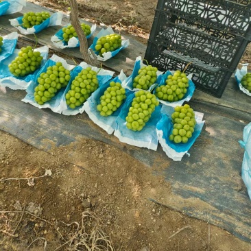 阳光玫瑰