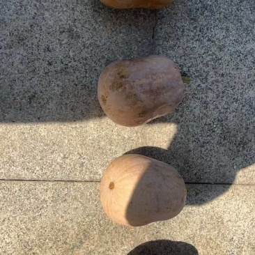 小南瓜