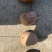 小南瓜