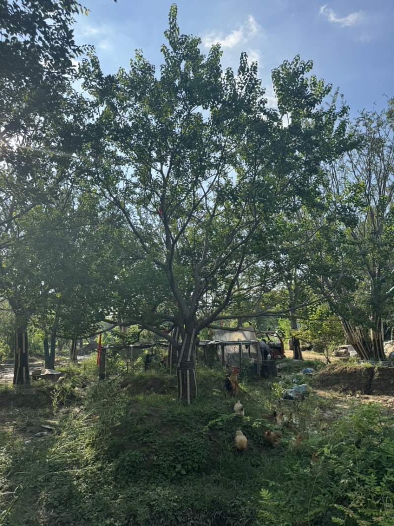乌桕，低分枝乌桕，从生乌桕，各种规格齐全