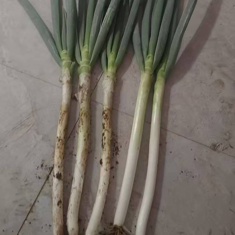 铁杆大葱