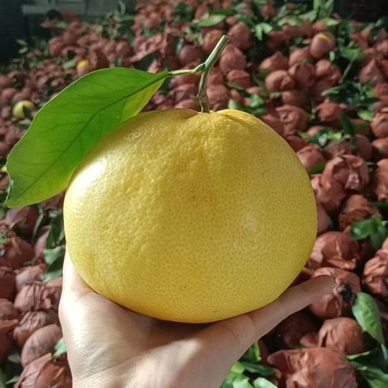 葡萄柚