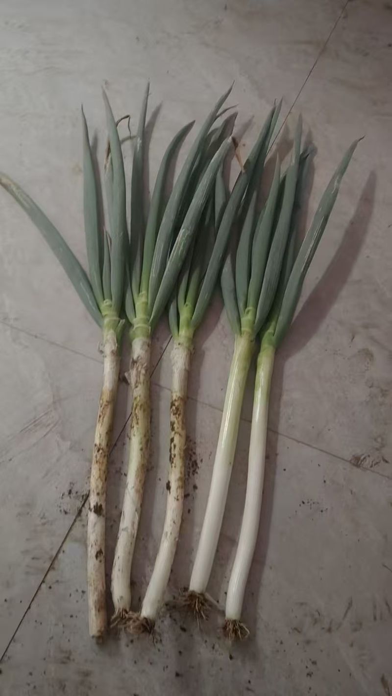 铁杆大葱