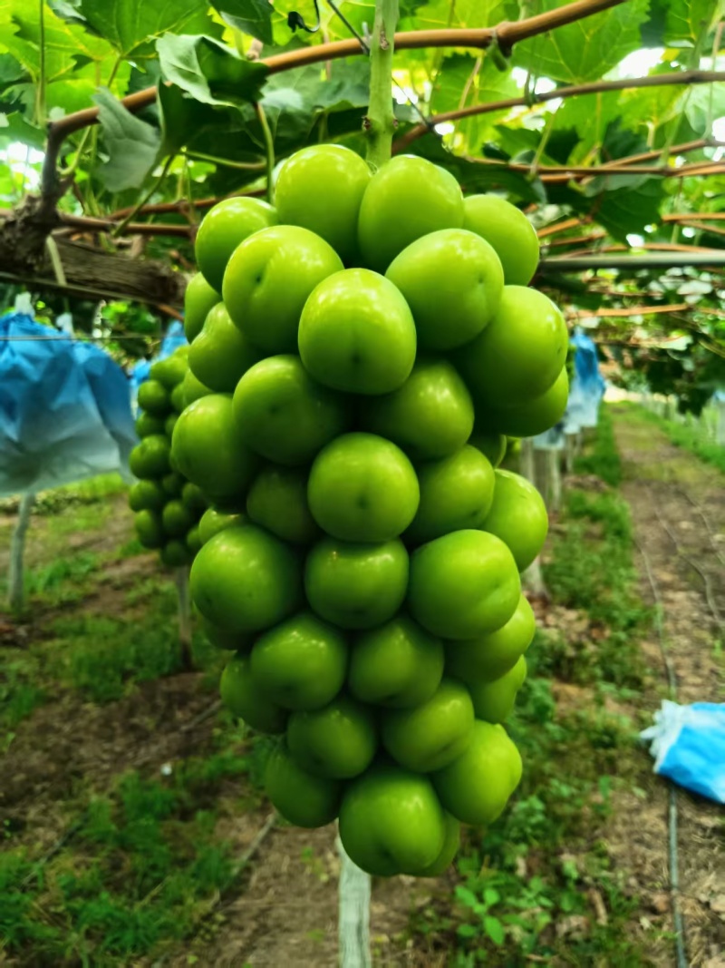 阳光玫瑰葡萄