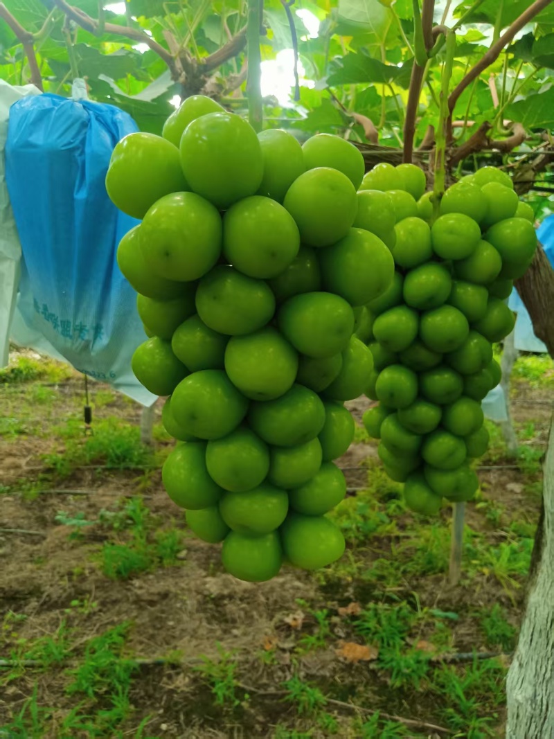 阳光玫瑰葡萄