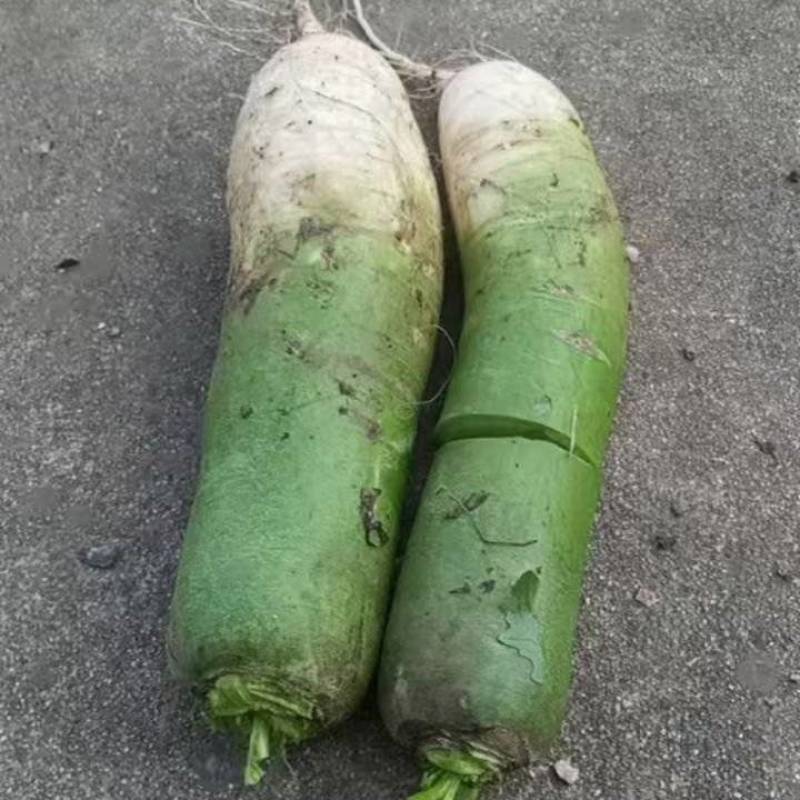 绿萝卜