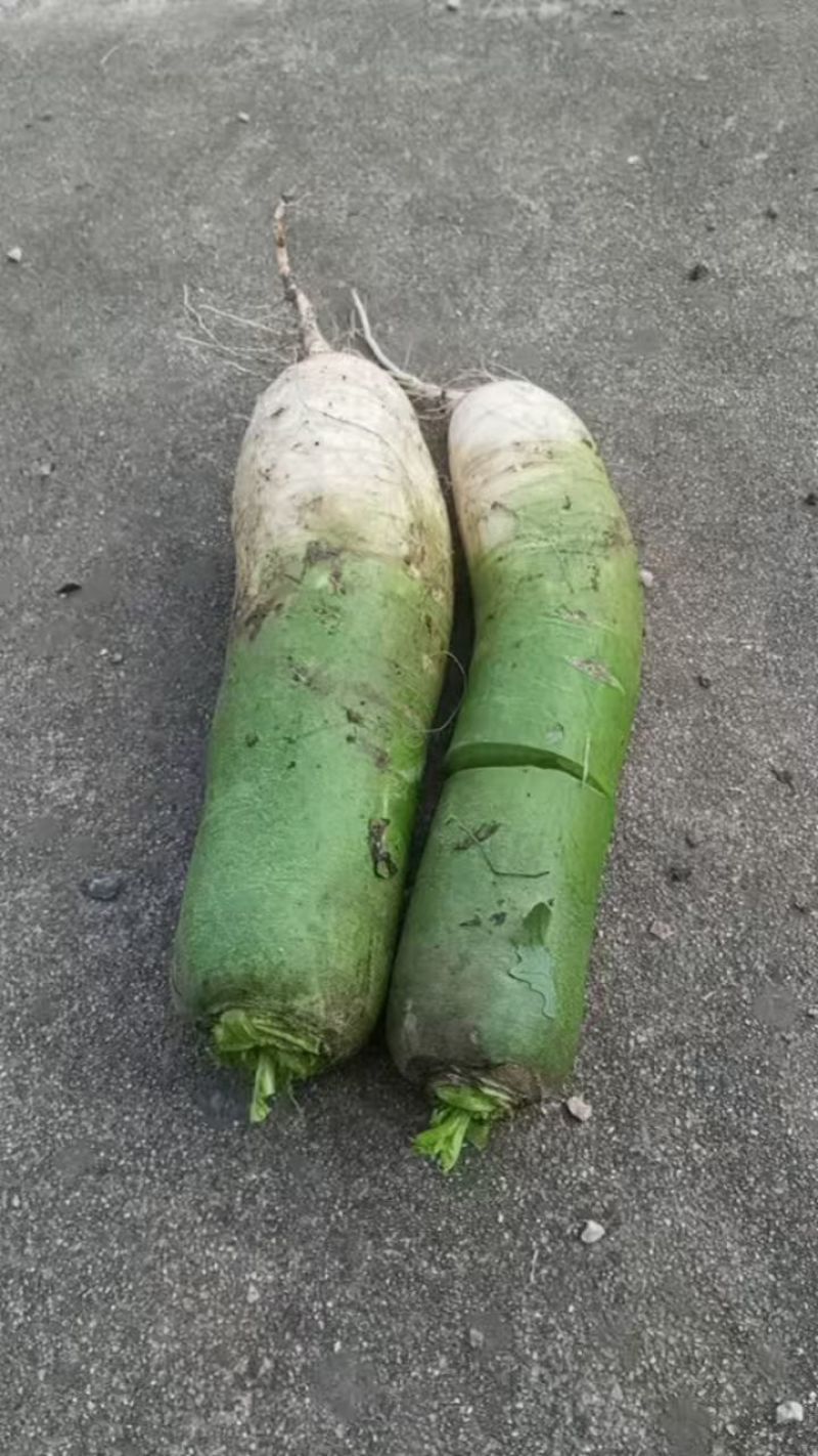 绿萝卜