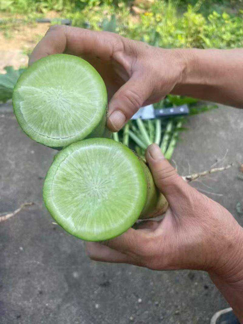 绿萝卜