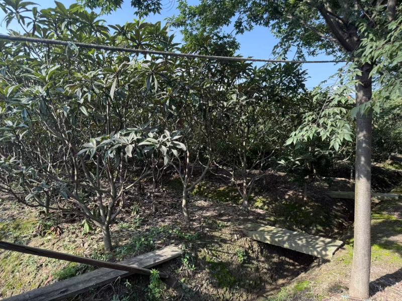 东山白玉枇杷