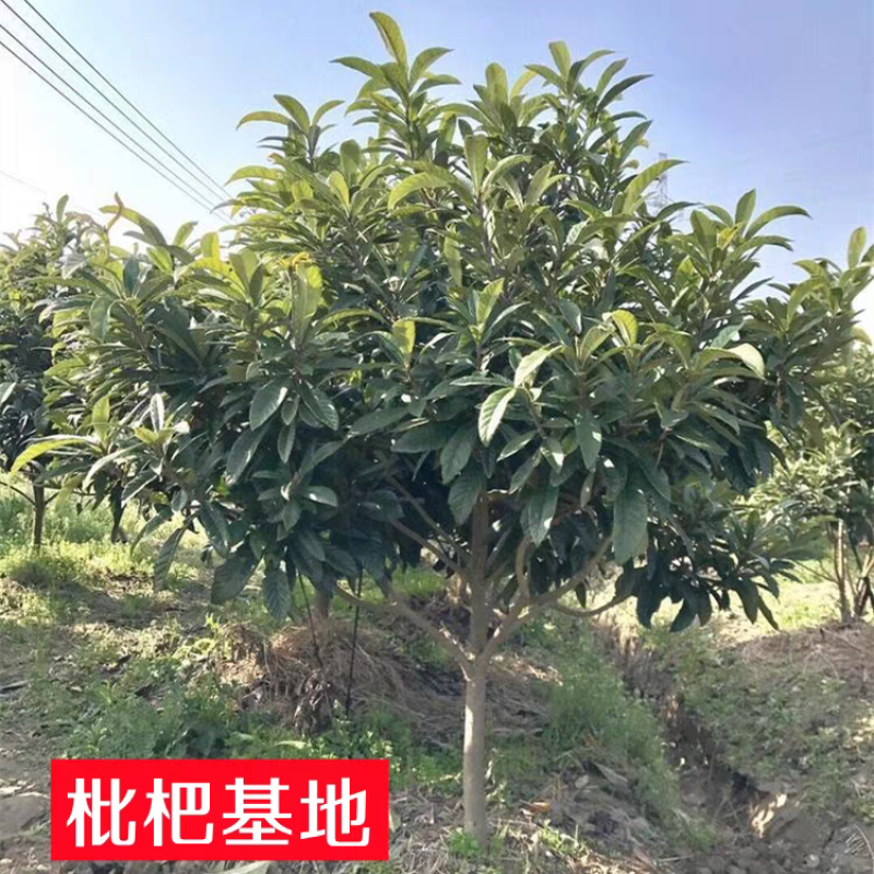东山白玉枇杷
