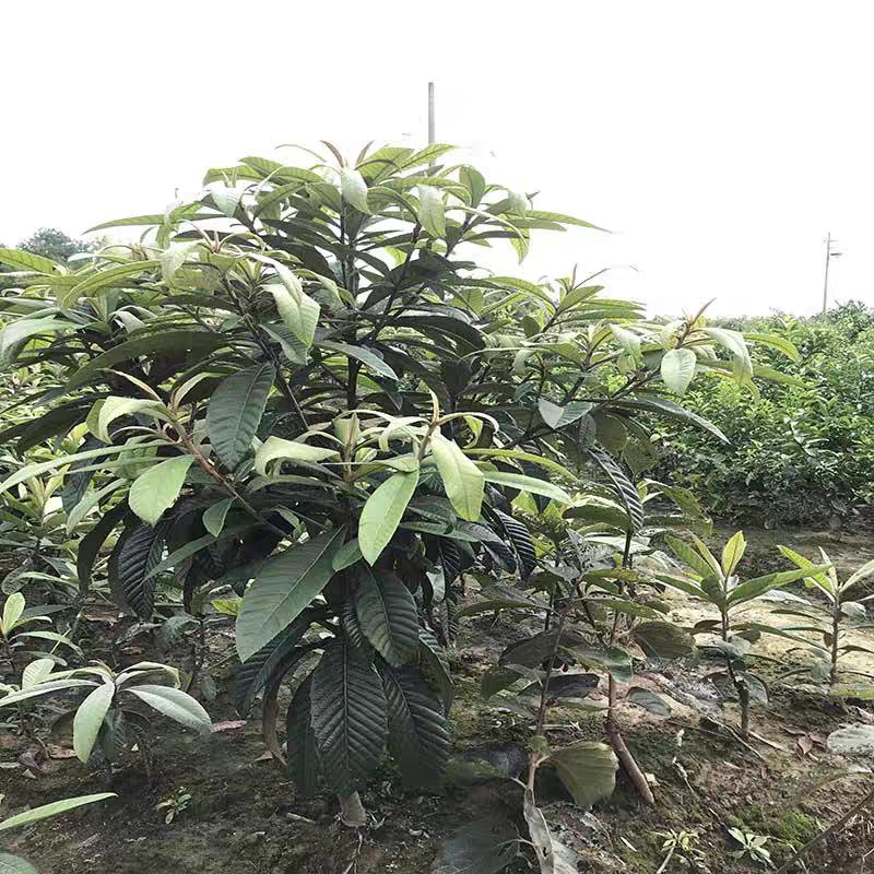 东山白玉枇杷