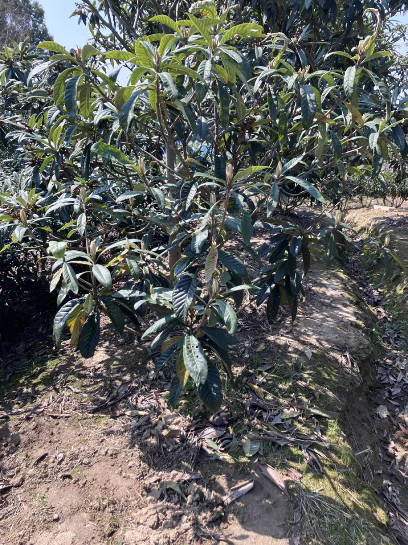 东山白玉枇杷