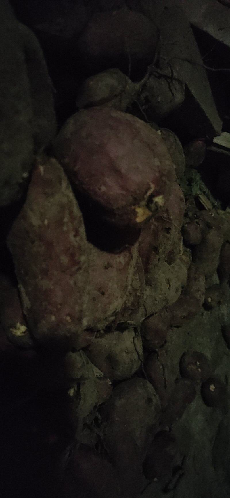 农家西瓜红
