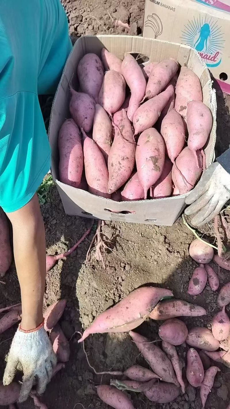 地瓜龙薯九